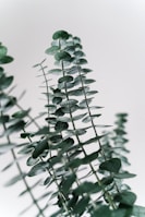 Several stems of eucalyptus with round, green leaves stretch upwards against a light background, emphasizing the plant's natural beauty.