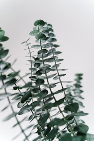 Several stems of eucalyptus with round, green leaves stretch upwards against a light background, emphasizing the plant's natural beauty.
