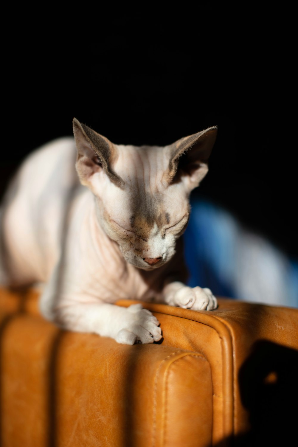 white cat lying on brown wooden table