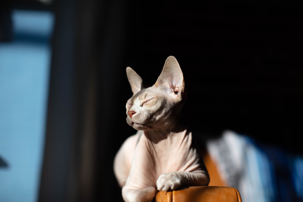 chat brun couché sur une table en bois marron