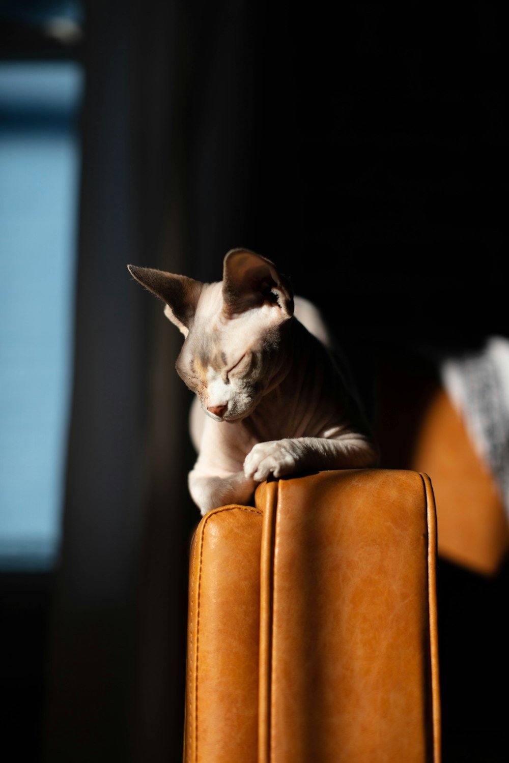 white and black cat on brown leather armchair