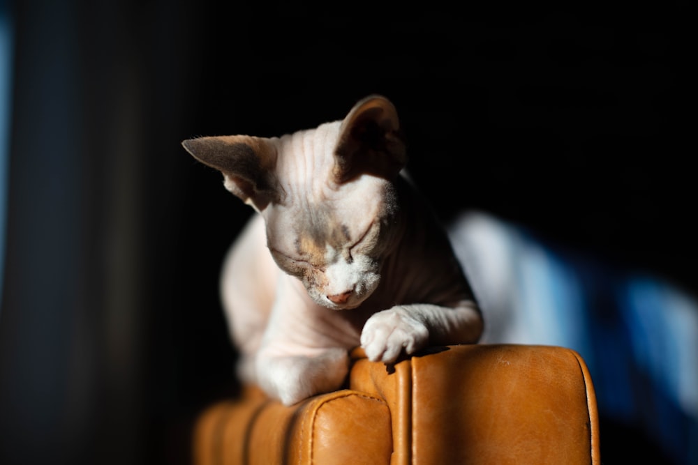 white and black cat on brown leather armchair