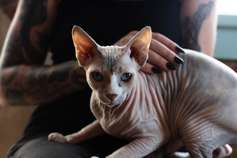 white and brown cat on persons lap