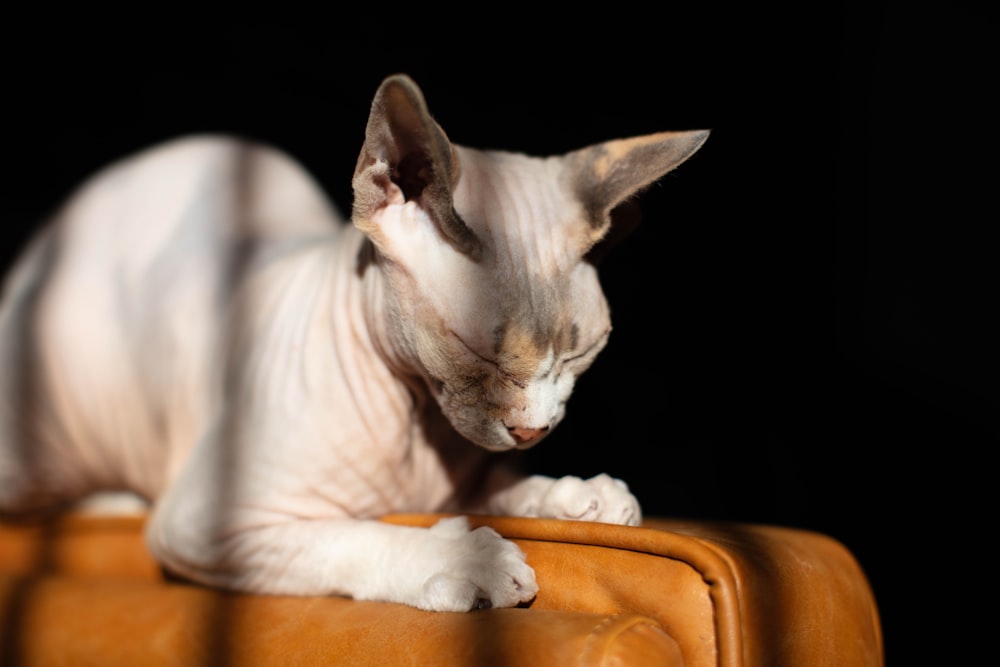 white cat lying on brown leather textile