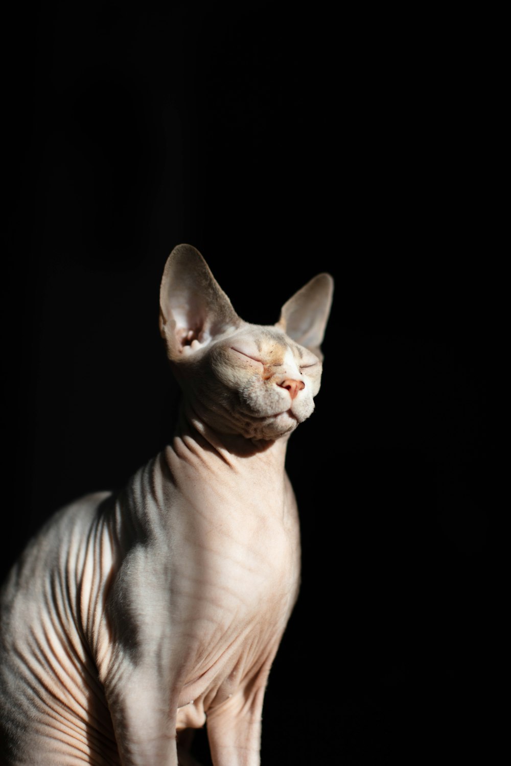 brown tabby cat with black background