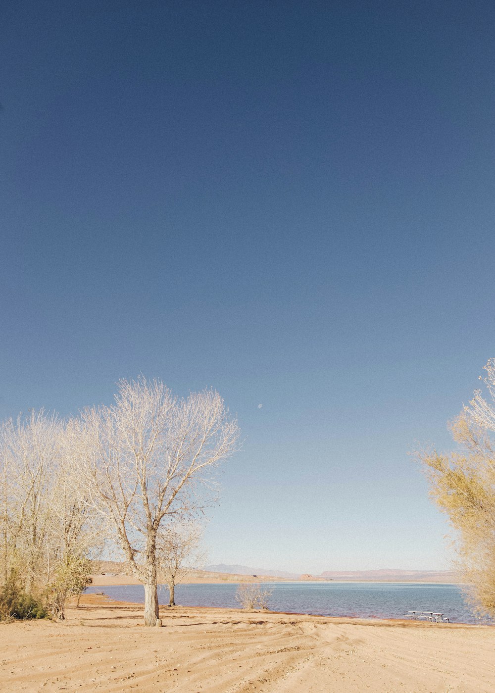 bare trees near body of water during daytime