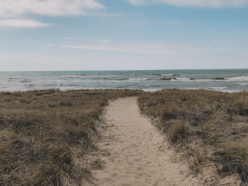 erba verde sulla spiaggia durante il giorno