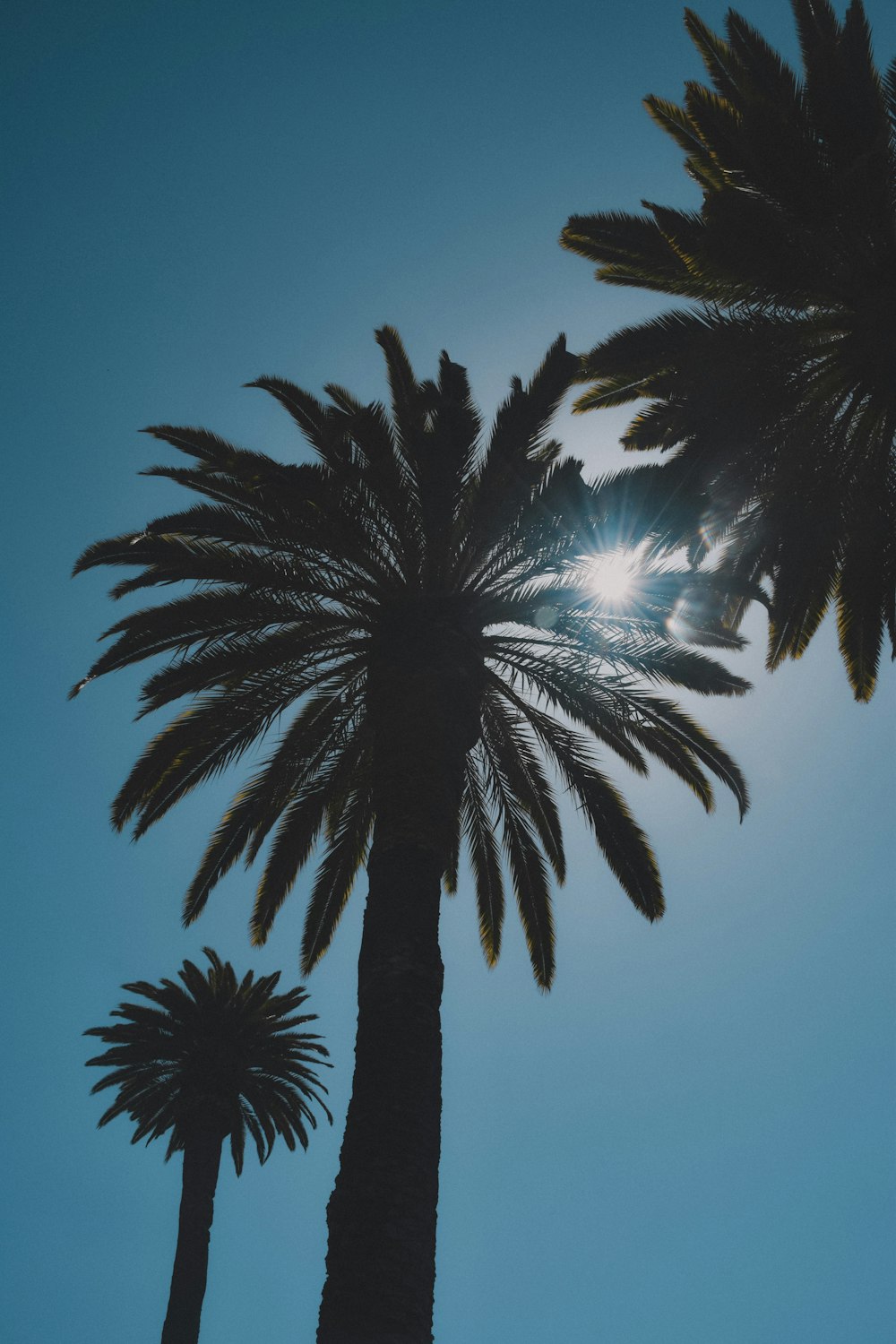 green palm tree under blue sky during daytime