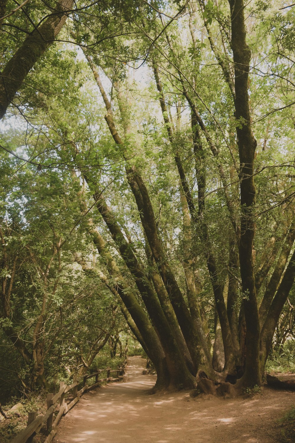 green trees under sunny sky