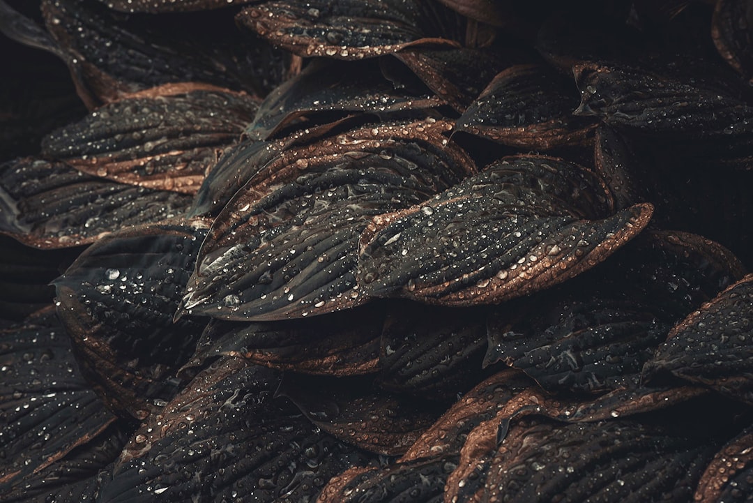 brown dried leaf on black surface