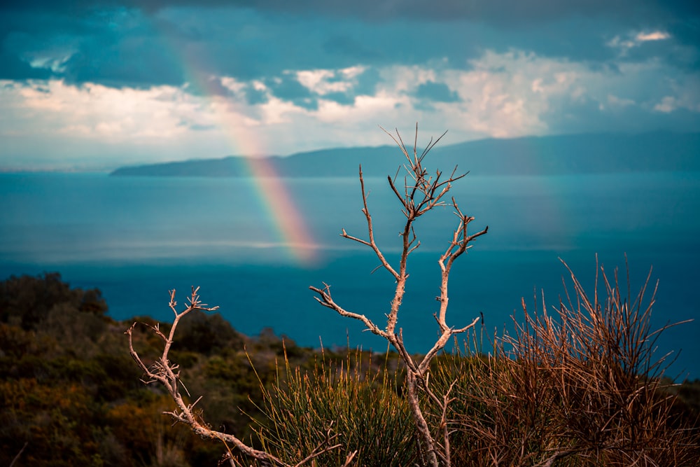 bare tree on brown grass field near body of water during daytime