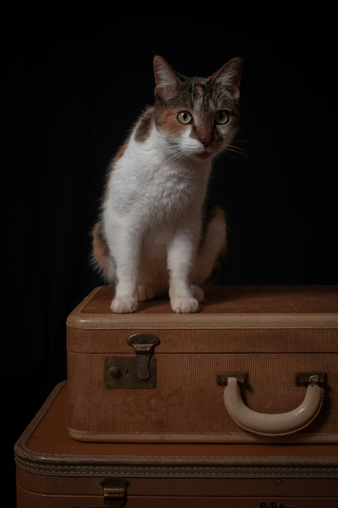 white and brown cat on brown wooden drawer