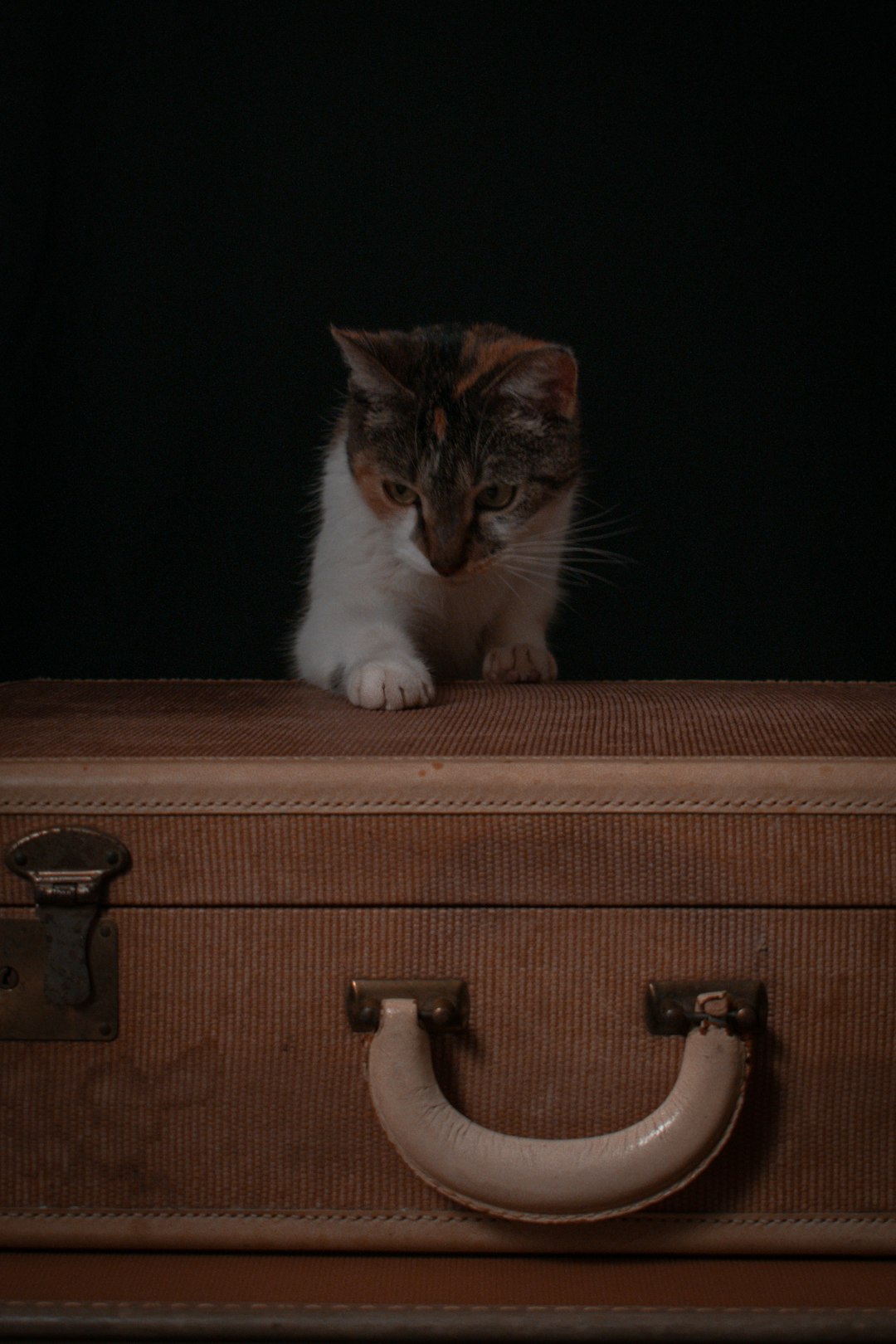 brown tabby cat on brown wooden drawer