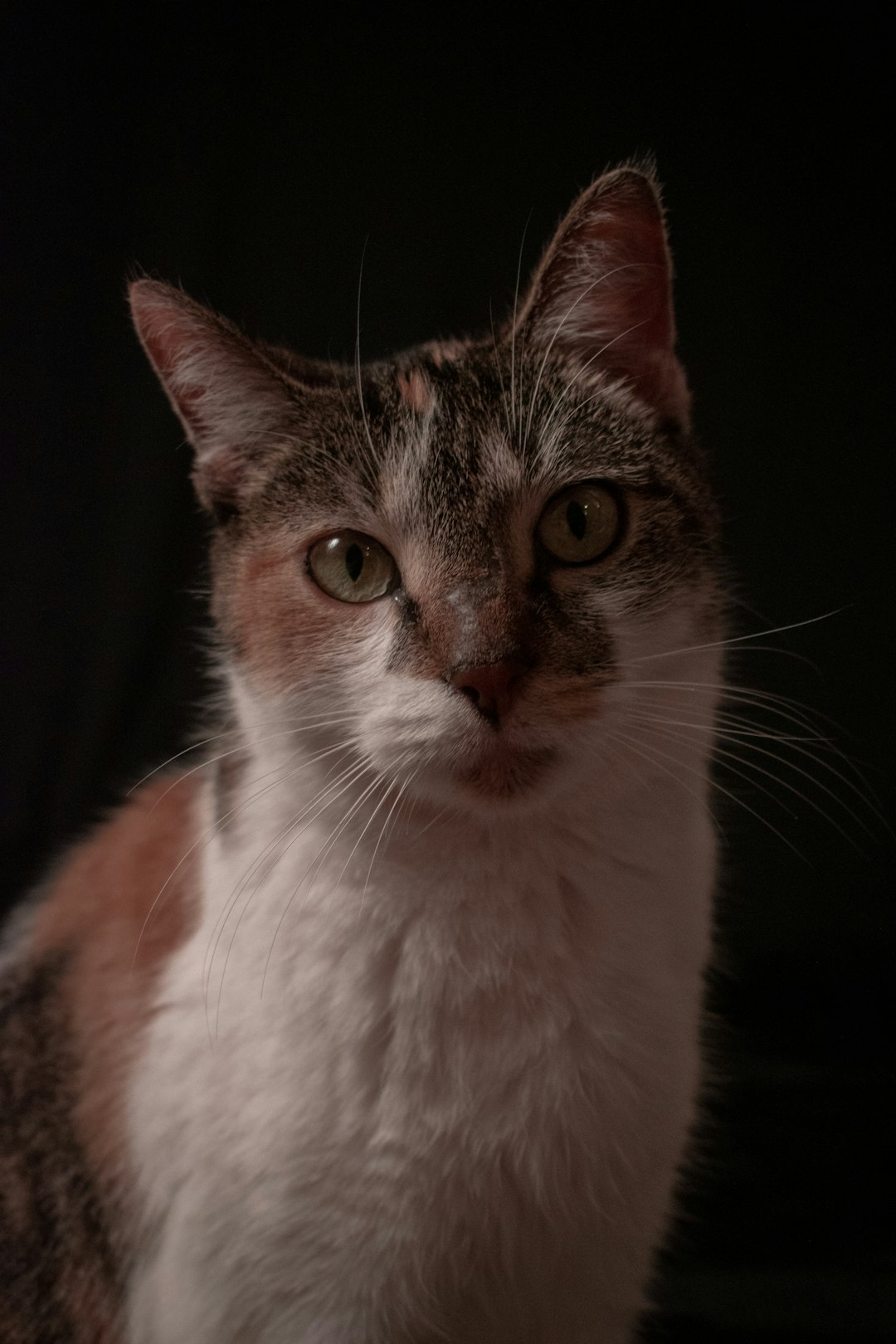 brown and white tabby cat