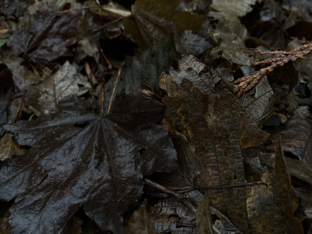 brown and black dried leaves