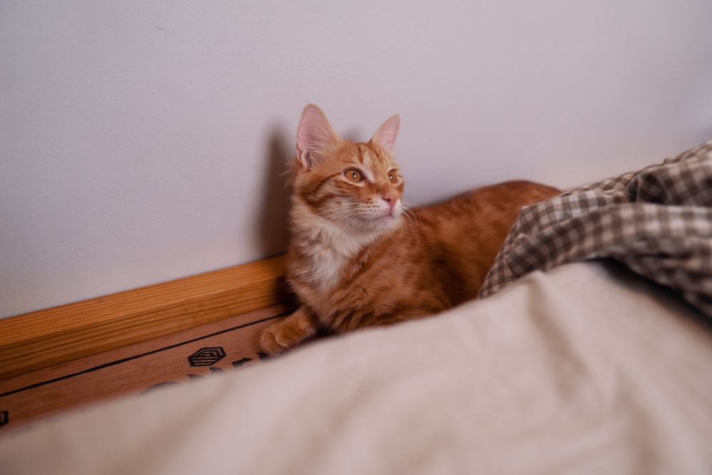 orange tabby cat on white textile