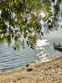 Soft morning light filtering through leaves over a calm lake.