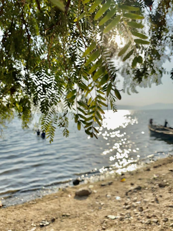 Sunlight filtering through forest leaves onto a peaceful lakeside dock at dawn.