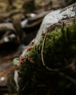 Close-up of green moss and leaves symbolizing natural and organic elements.
