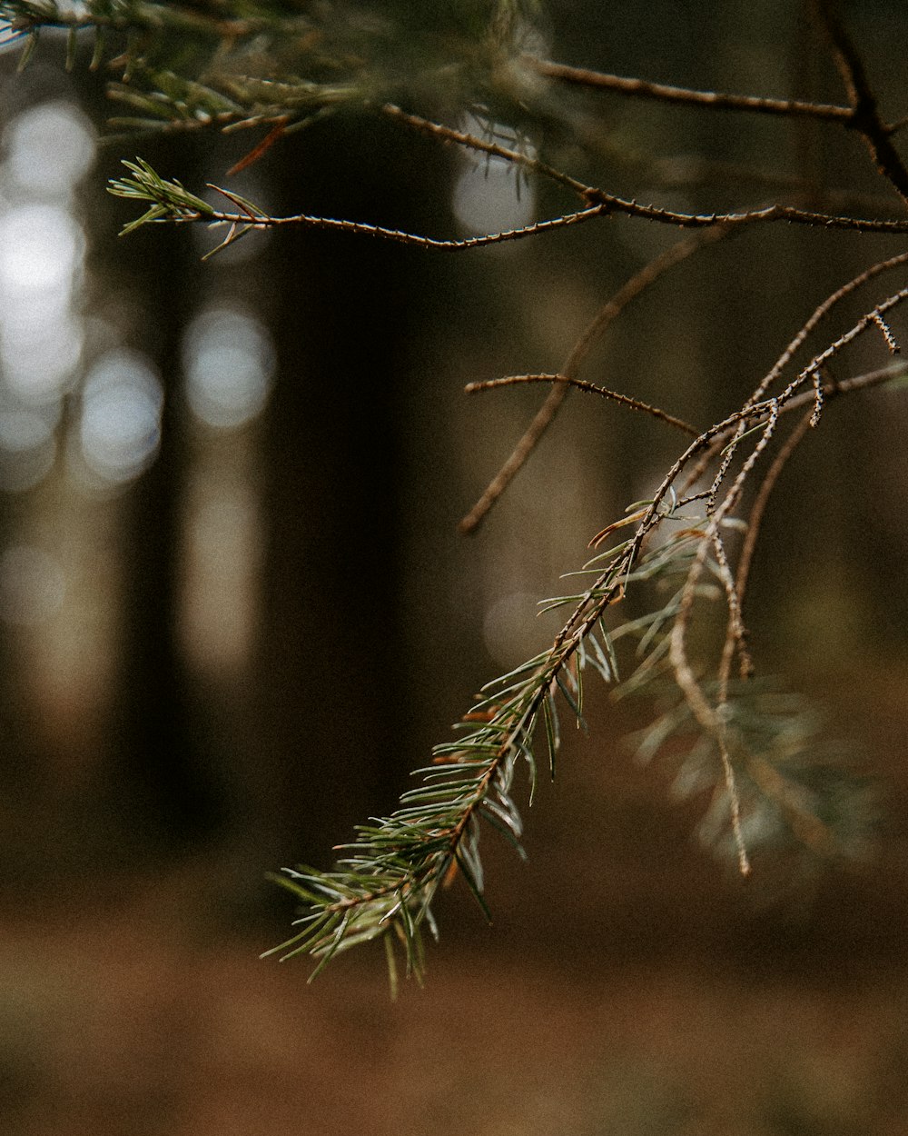 green tree branch in tilt shift lens