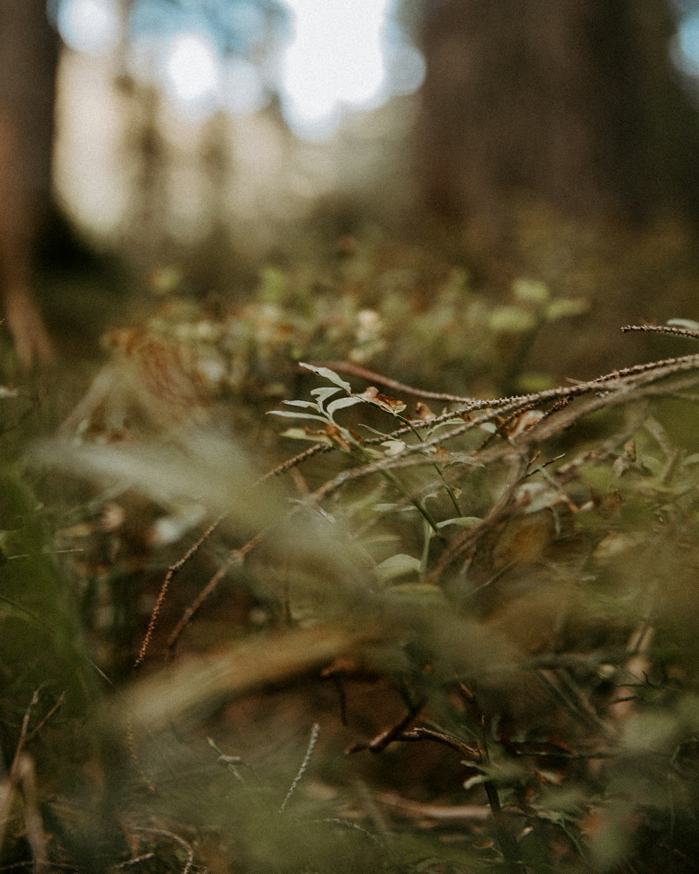 green grass in tilt shift lens