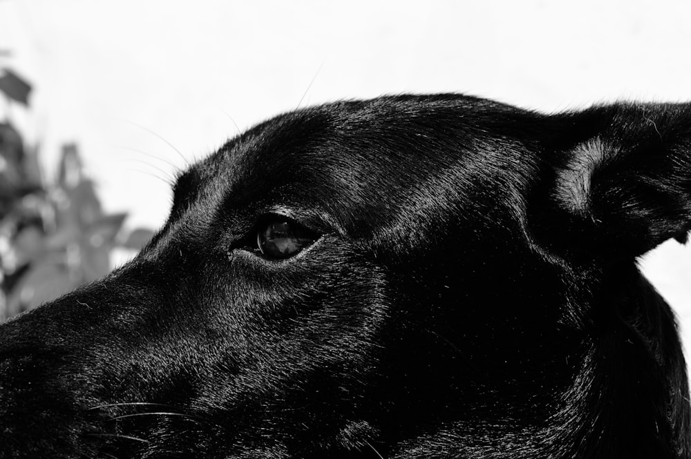 poil court noir grand chien