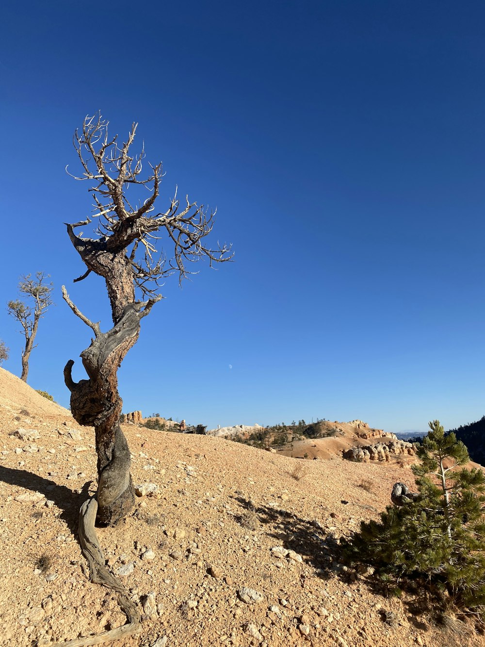 bare tree on brown field under blue sky during daytime