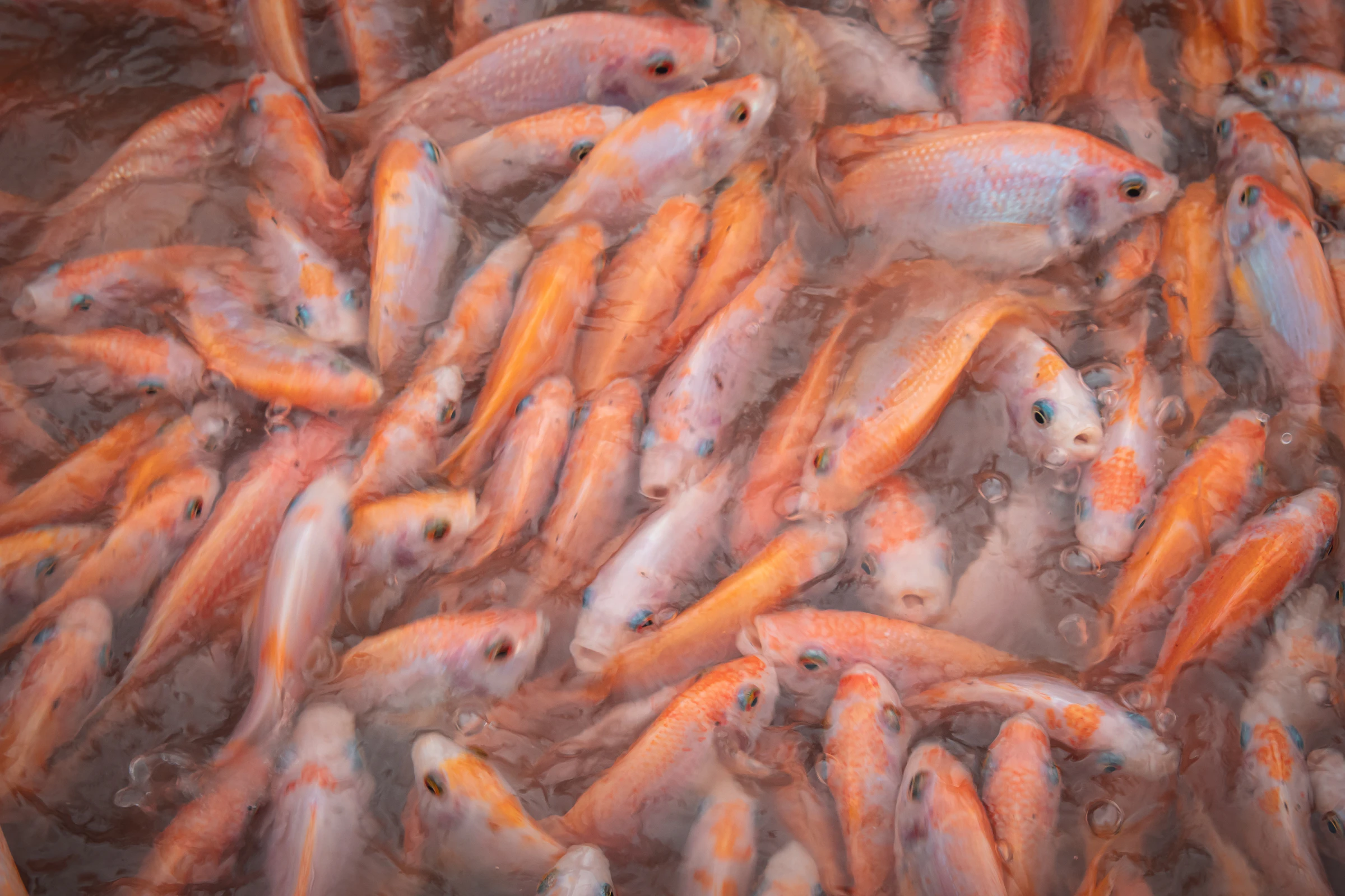 Orange and silver fish in water