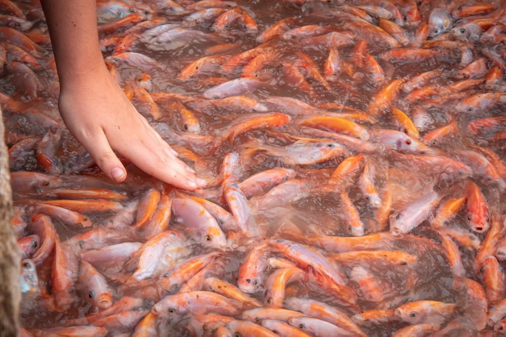 pessoa segurando peixes laranja e branco