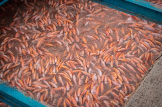 A large number of orange and light-colored fish are clustered closely together in a body of water. The water appears murky, and the fish are densely packed within a blue-framed enclosure.