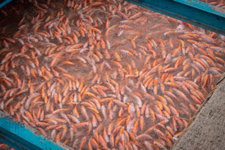 A large number of orange and light-colored fish are clustered closely together in a body of water. The water appears murky, and the fish are densely packed within a blue-framed enclosure.