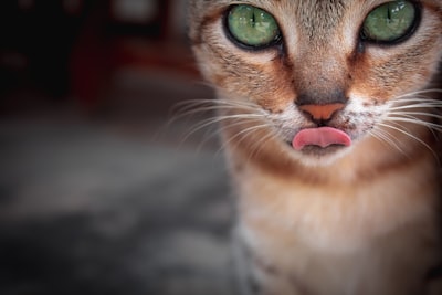 brown and white cat with pink collar intense zoom background