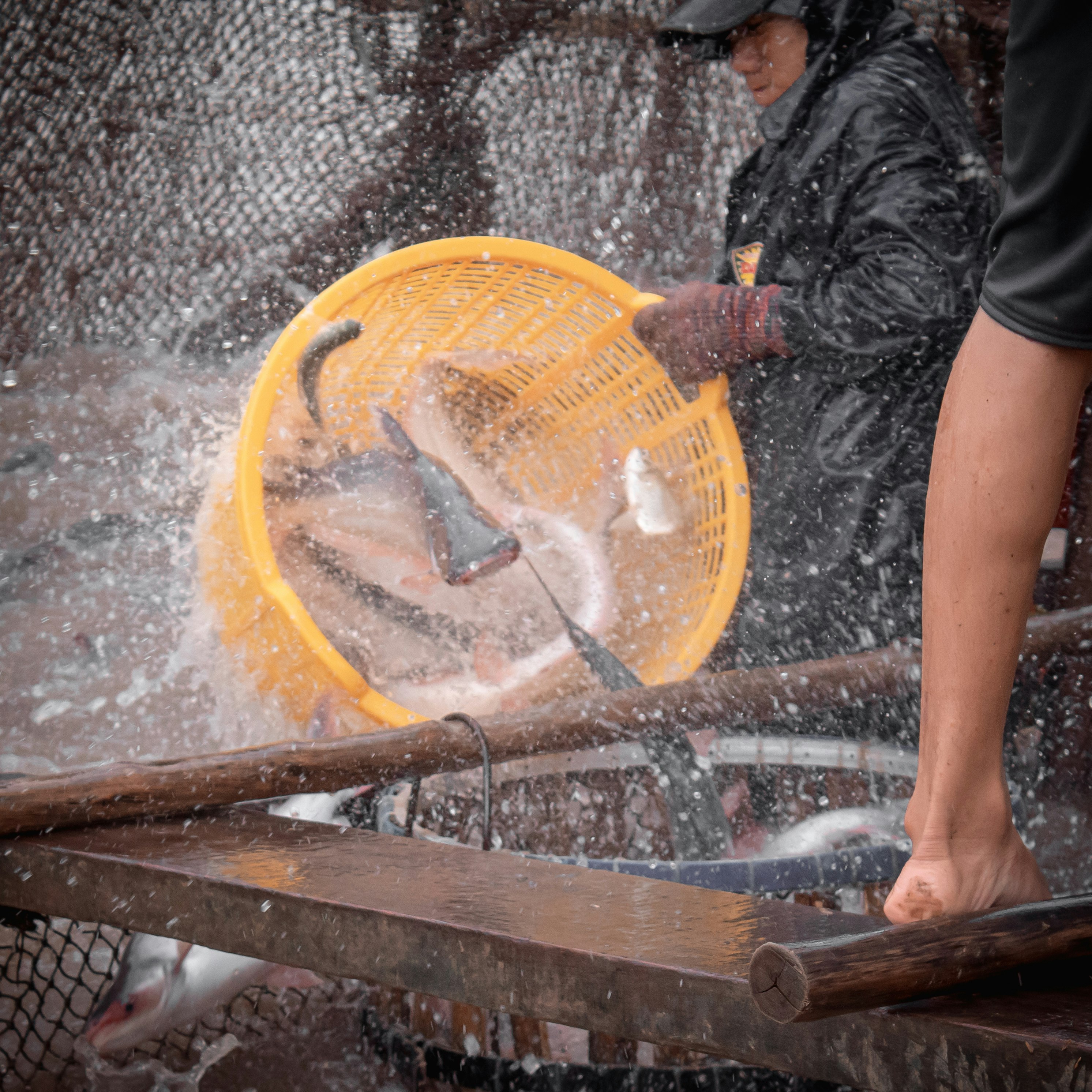 What working on a fish farm in Vietnam looks like. Three people work in sync to catch, lift and transport big catfish to the boat. 

Shot on Canon EOS 1300D w/ 18-55mm f3.5 - 5.6