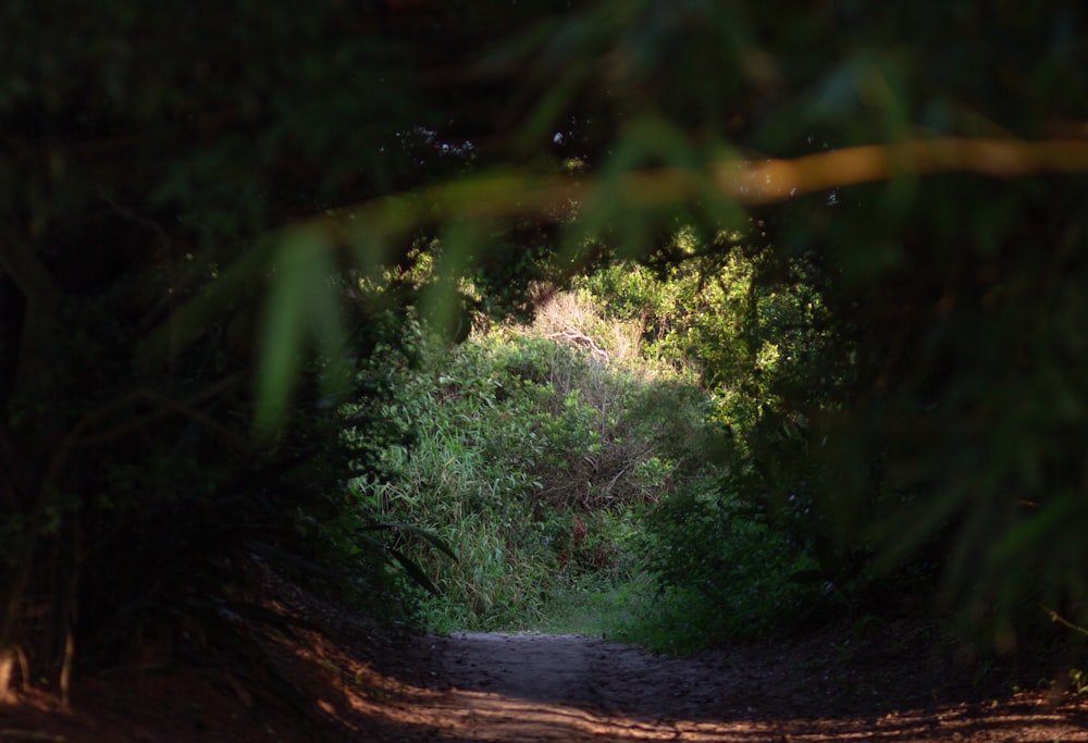 green trees and brown tree trunk