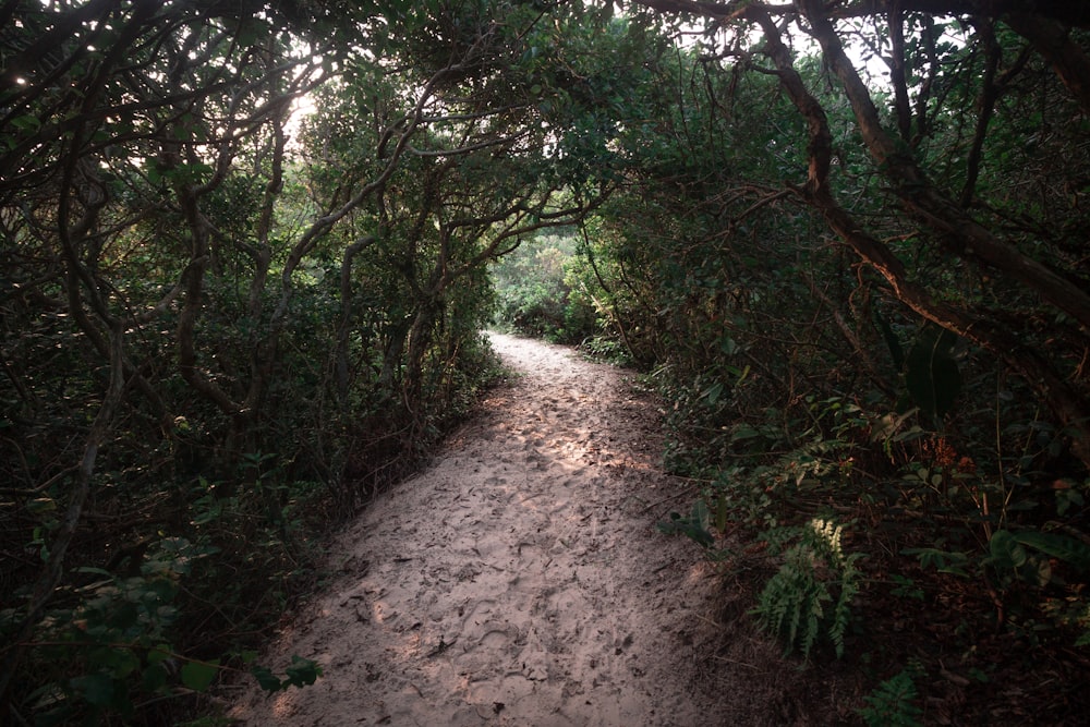 green trees on brown soil