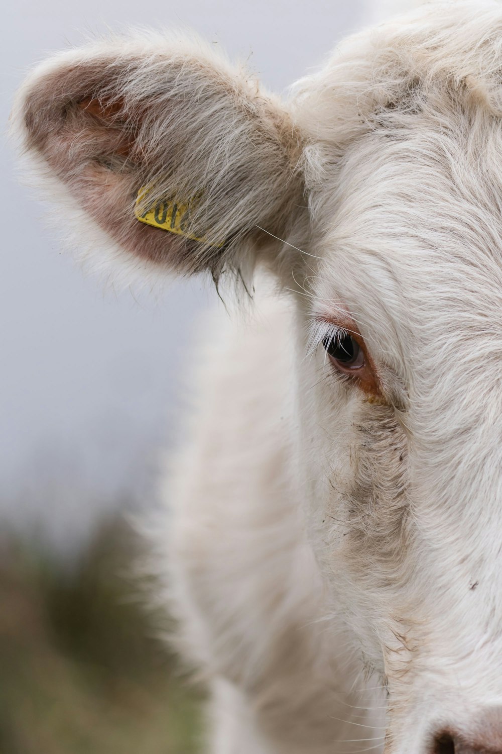 white cow with yellow eyes