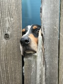 A curious puppy peeking out from behind a wooden fence with bright eyes.