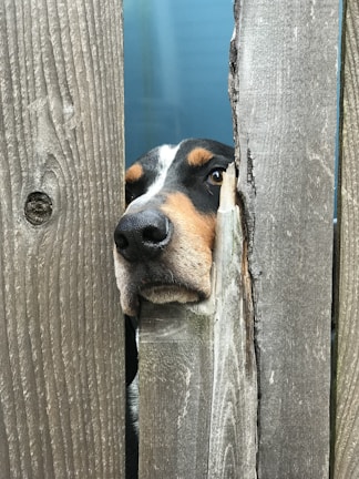 A curious puppy peeking out from behind a wooden fence with bright eyes.