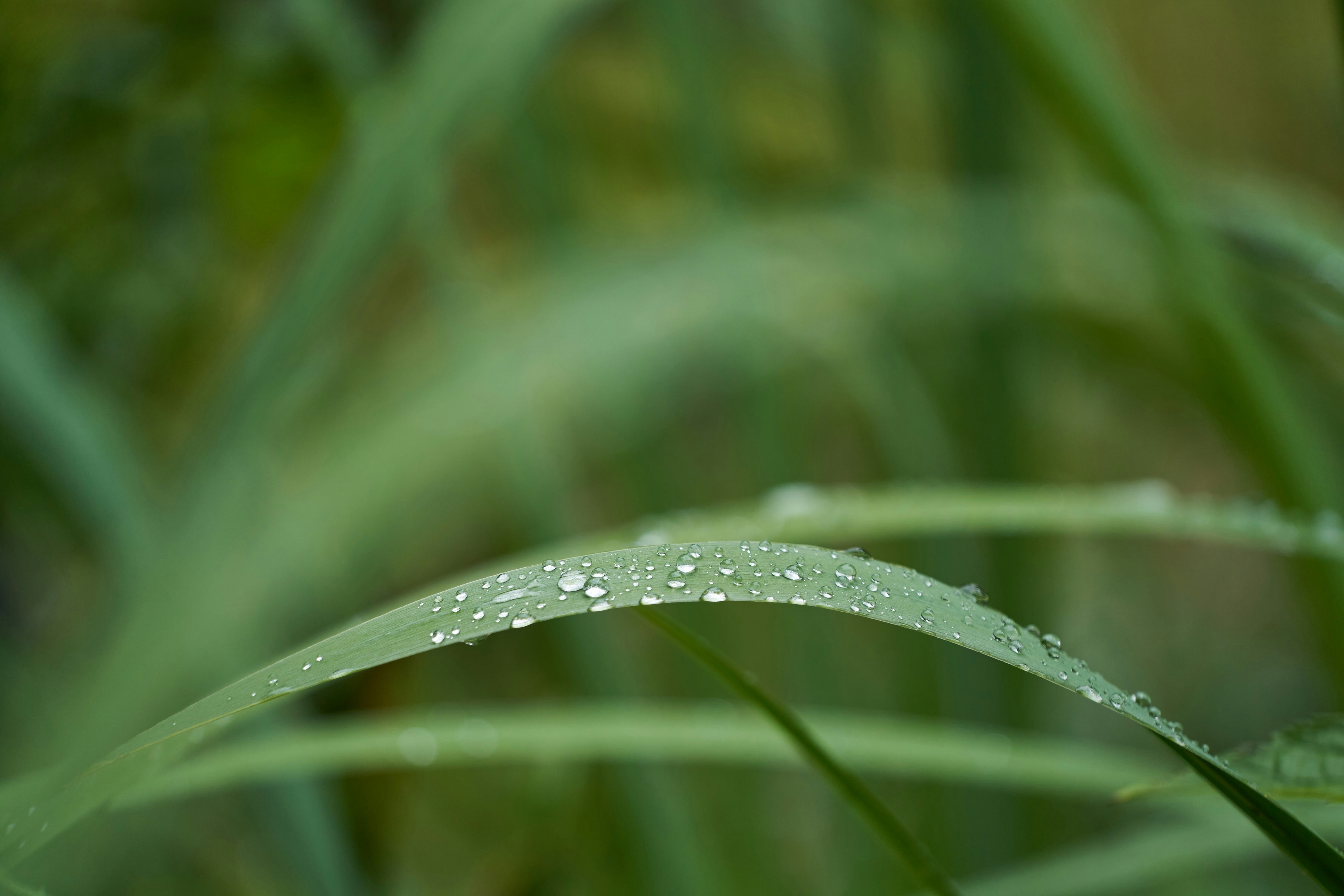 Photo by wolfgang_hasselmann