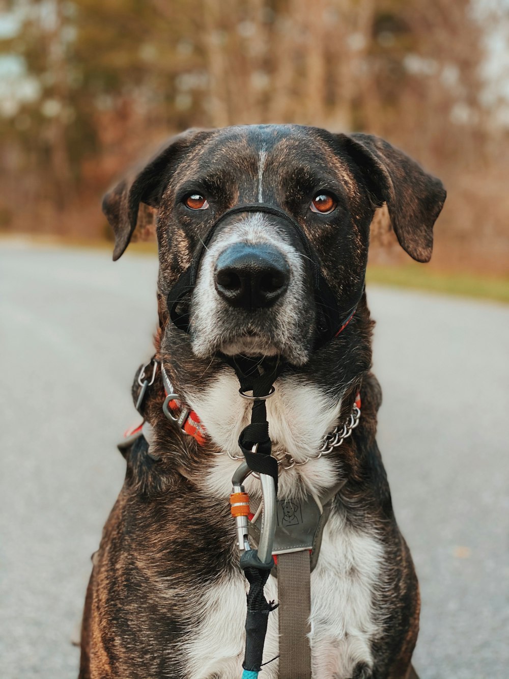 black and white short coated dog with blue collar