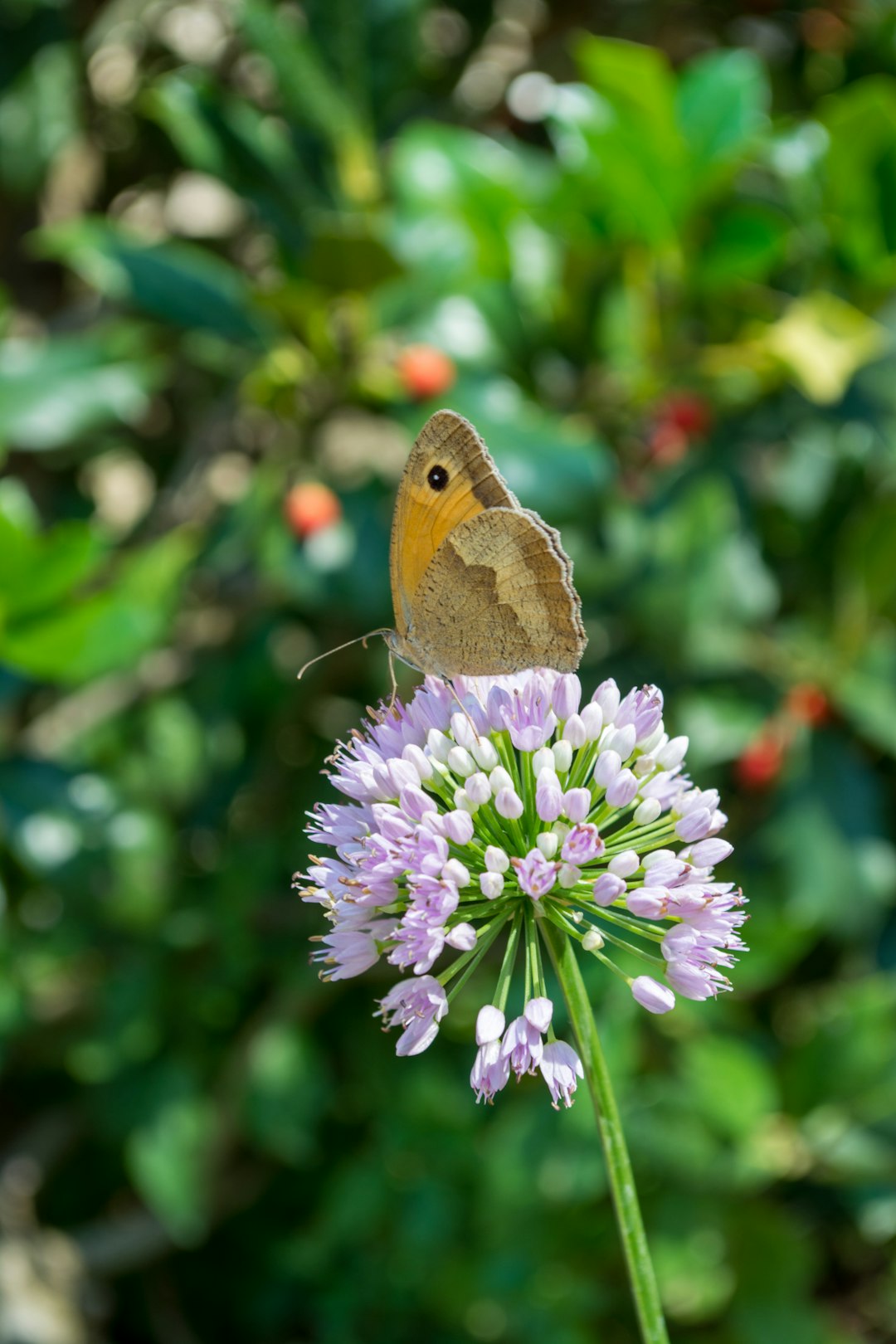 A butterfly enjoying the sun sitting on a flower.