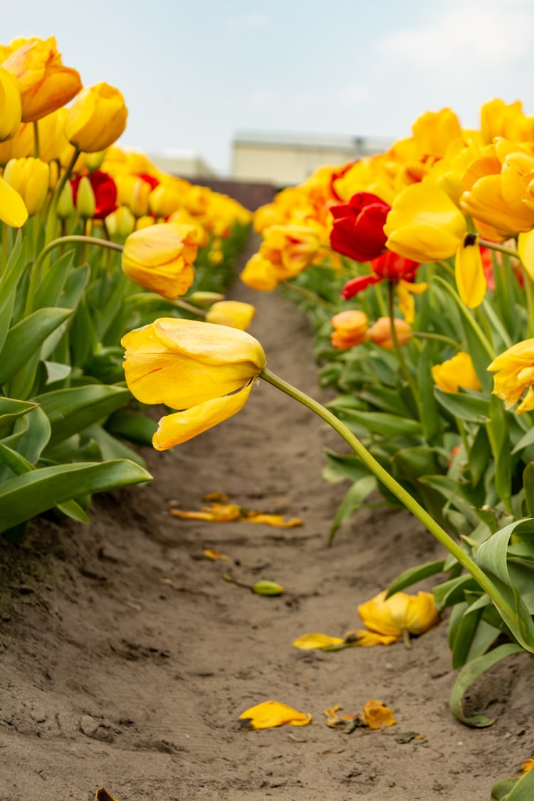 Tulips growing in a field.