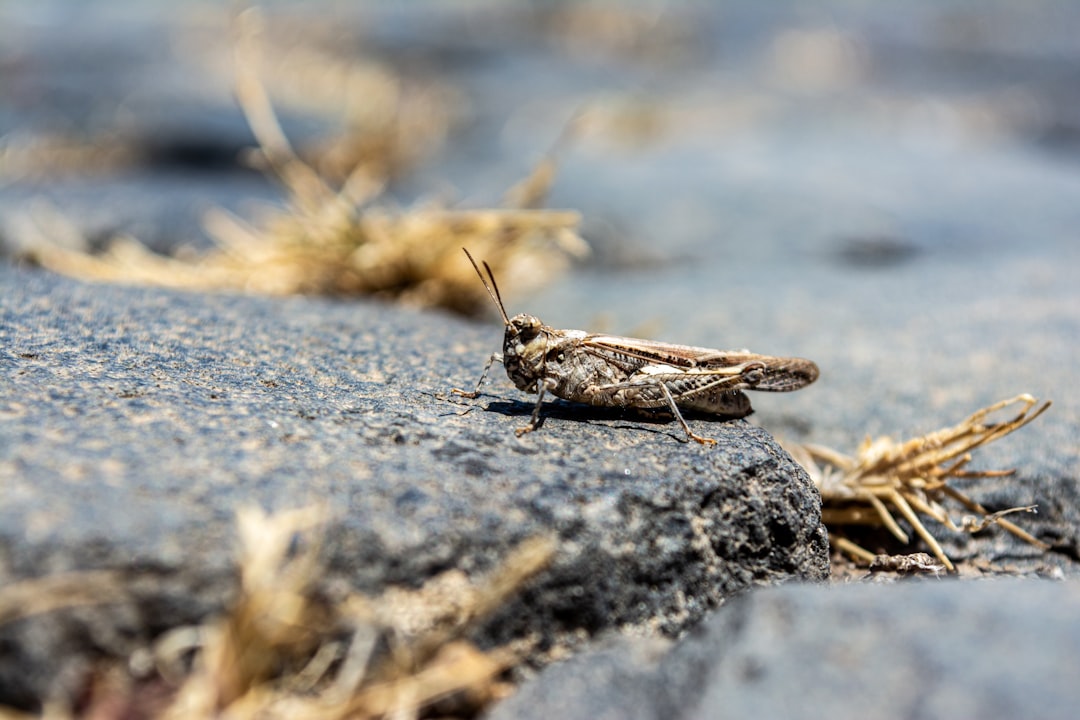 A grasshopper sitting on a street.