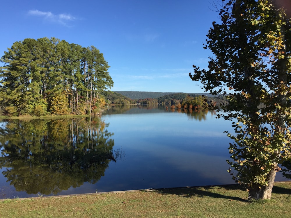 green trees beside lake under blue sky during daytime