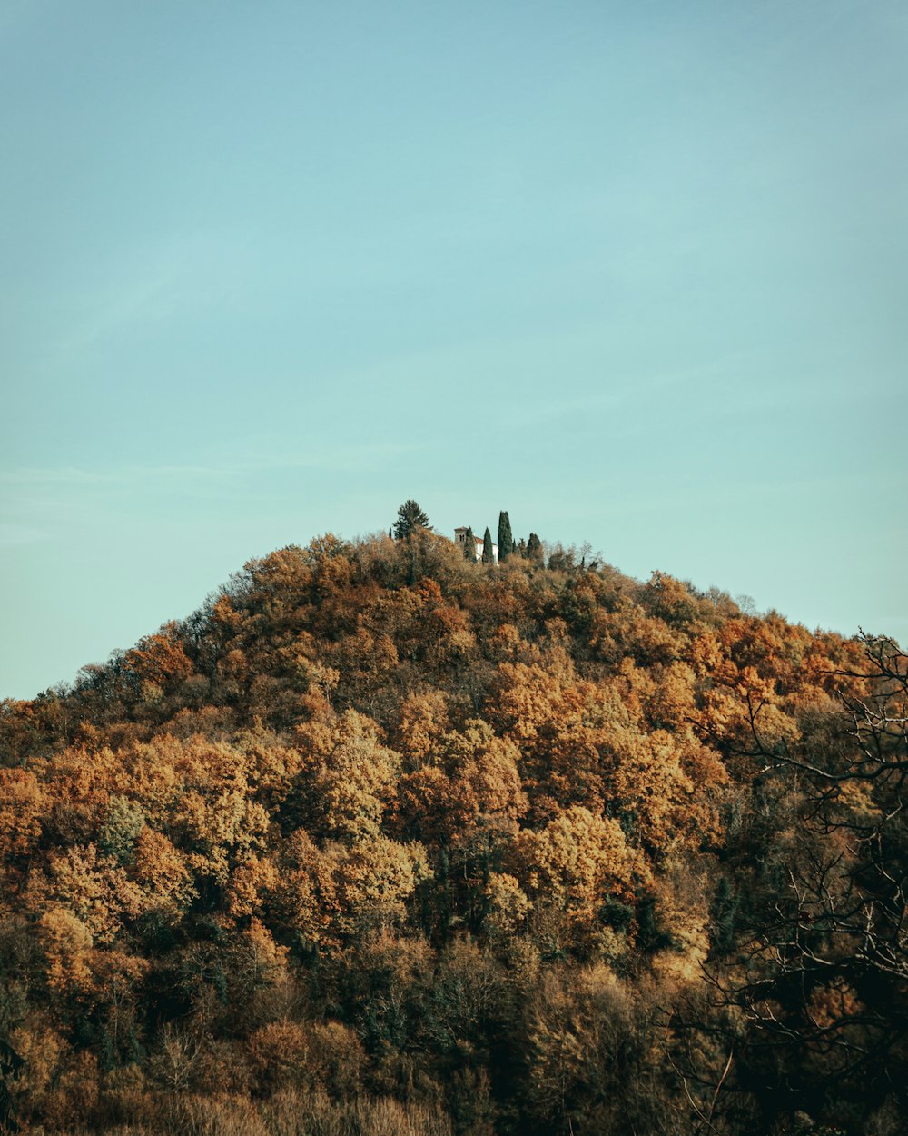 person standing on brown and green tree under blue sky during daytime