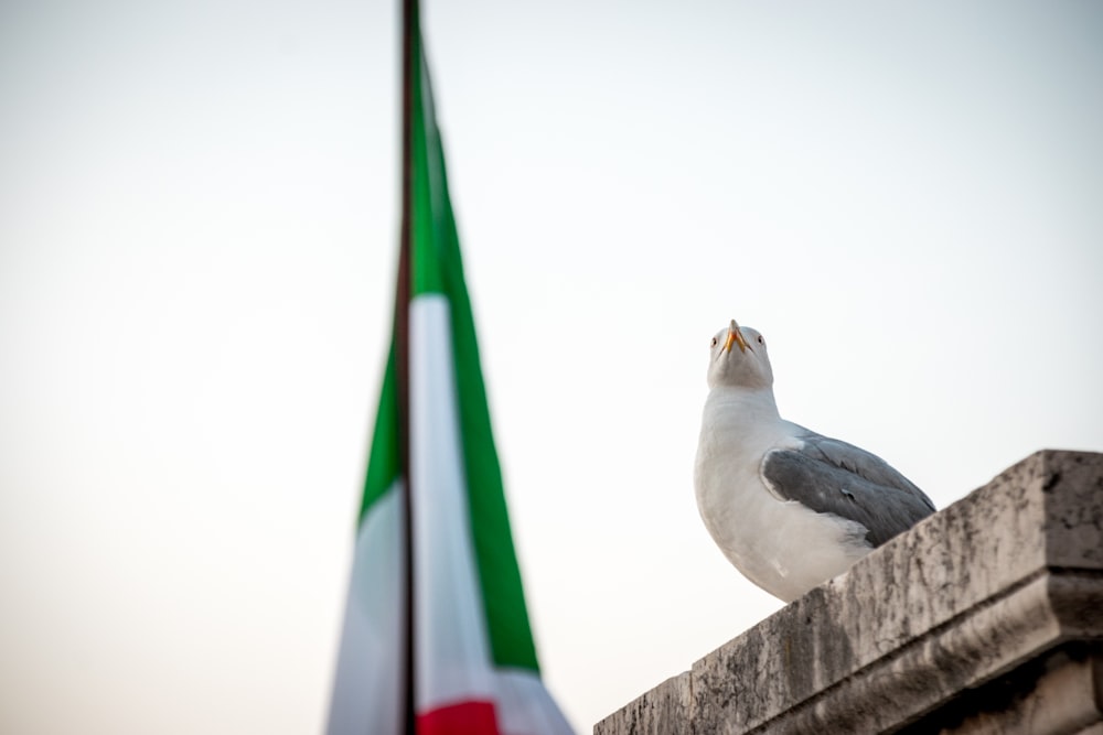 pájaro blanco y negro en la cerca de hormigón marrón durante el día