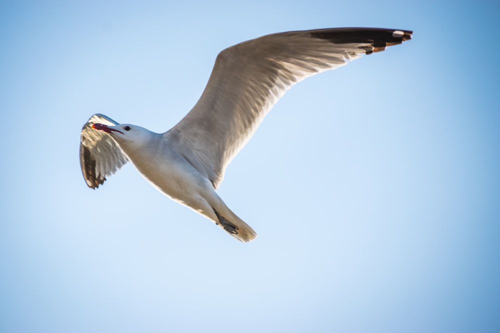 white bird flying during daytime