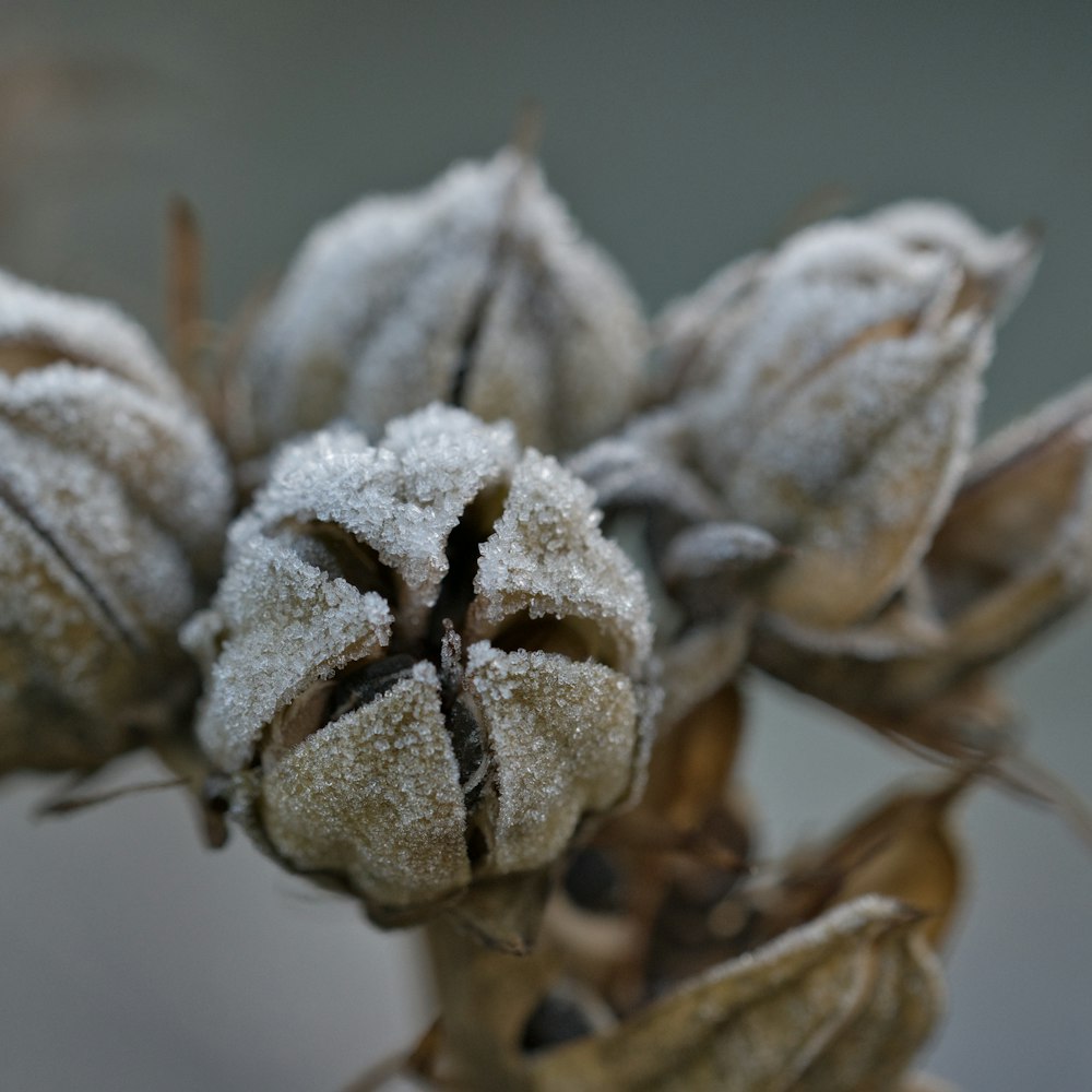 brown and gray flower bud in macro lens