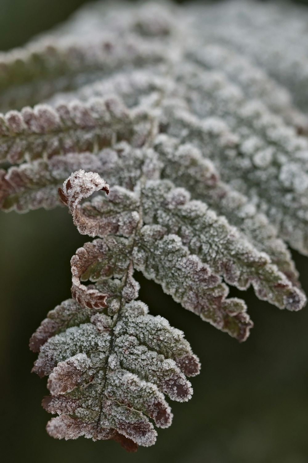 white and green plant in close up photography