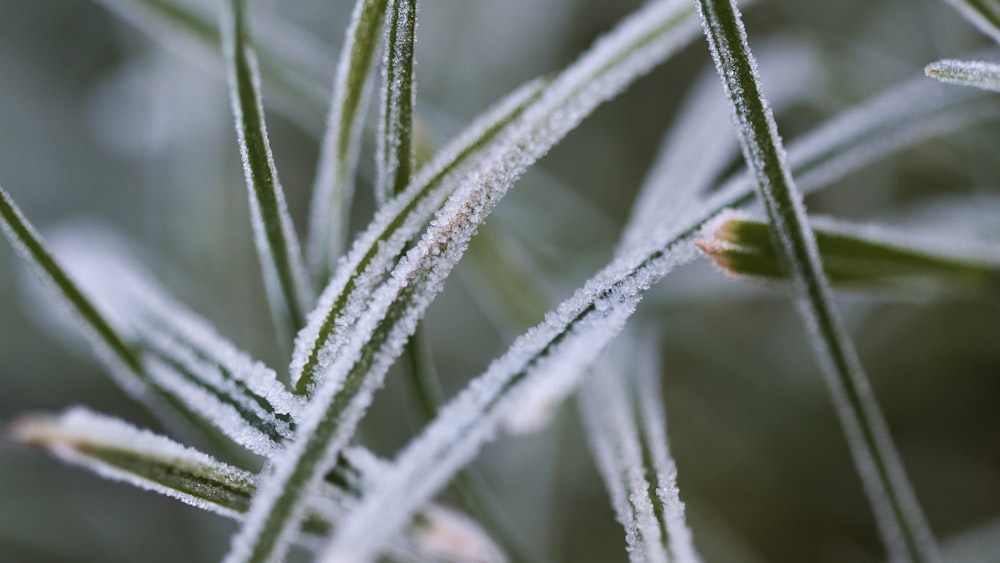 green plant in macro lens